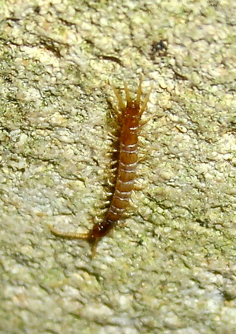 small brown insect crawling on the side of a tree