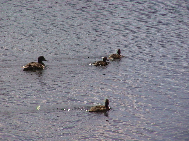 a group of ducks that are swimming in the water