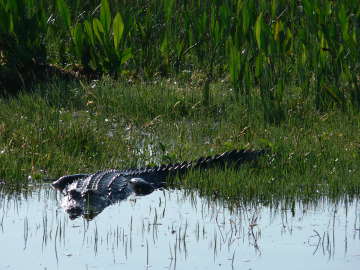 a alligator swimming on a body of water next to green grass