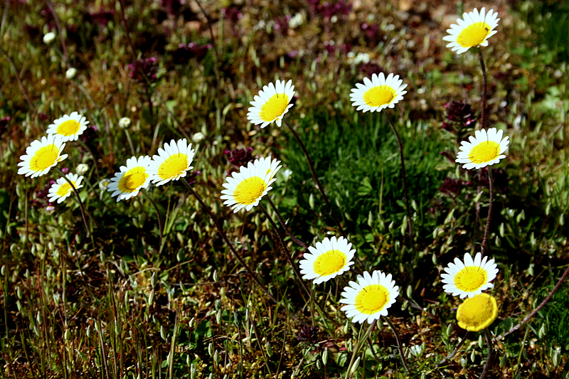 small yellow and white daisies on a hill side