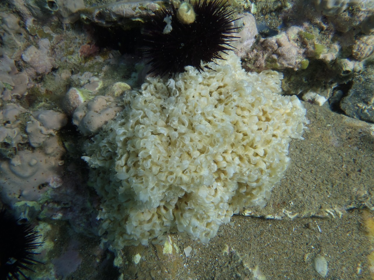 a starfish hiding under a sea coral on the water