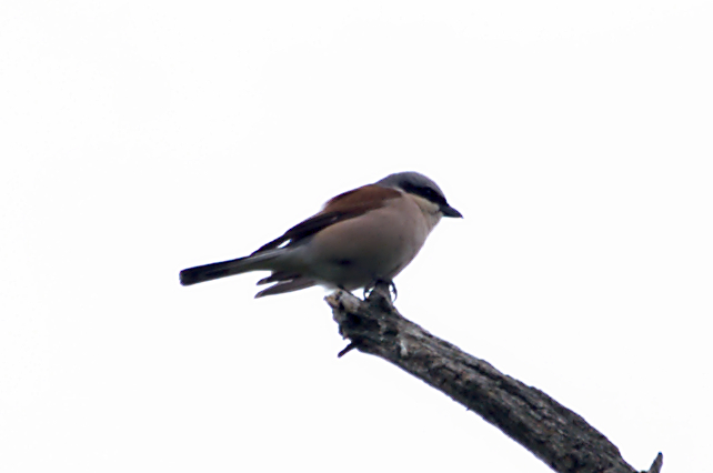 a bird with a brown and tan head perches on a tree nch