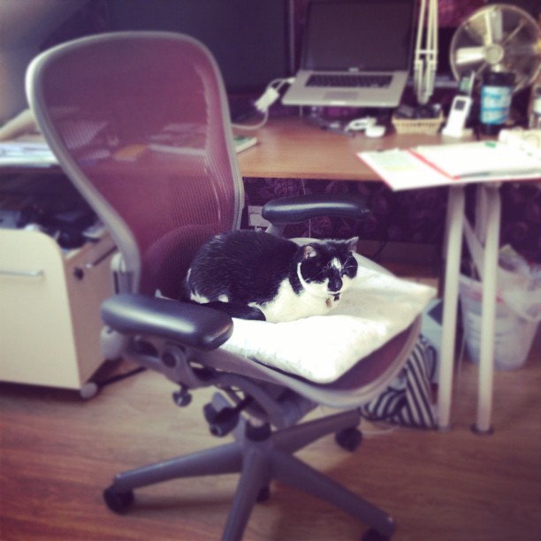 a cat sitting on a chair in the office