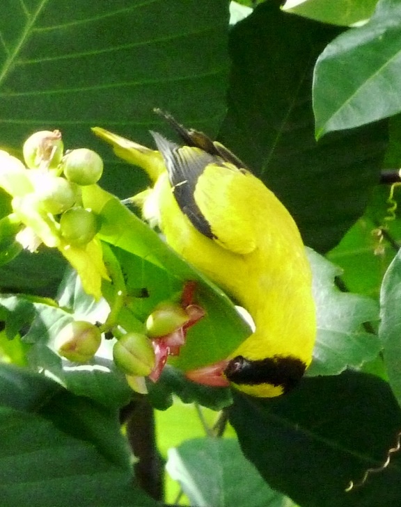 a small yellow bird sitting on top of green leaves