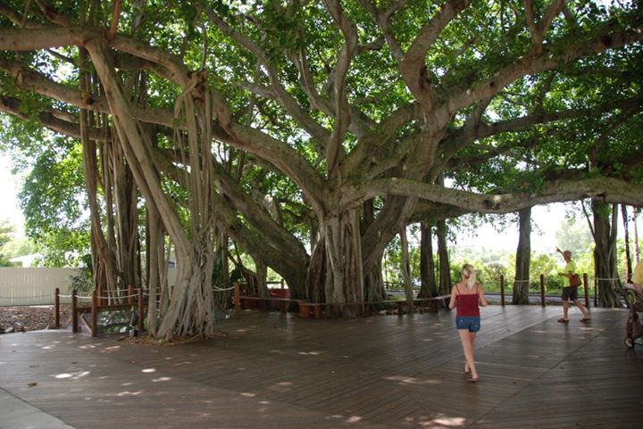 a girl in a red shirt is dancing by a banyan tree