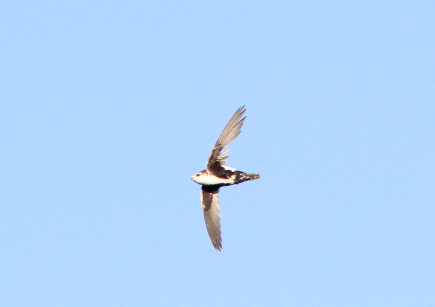 a black and brown bird is flying with it's wings spread wide