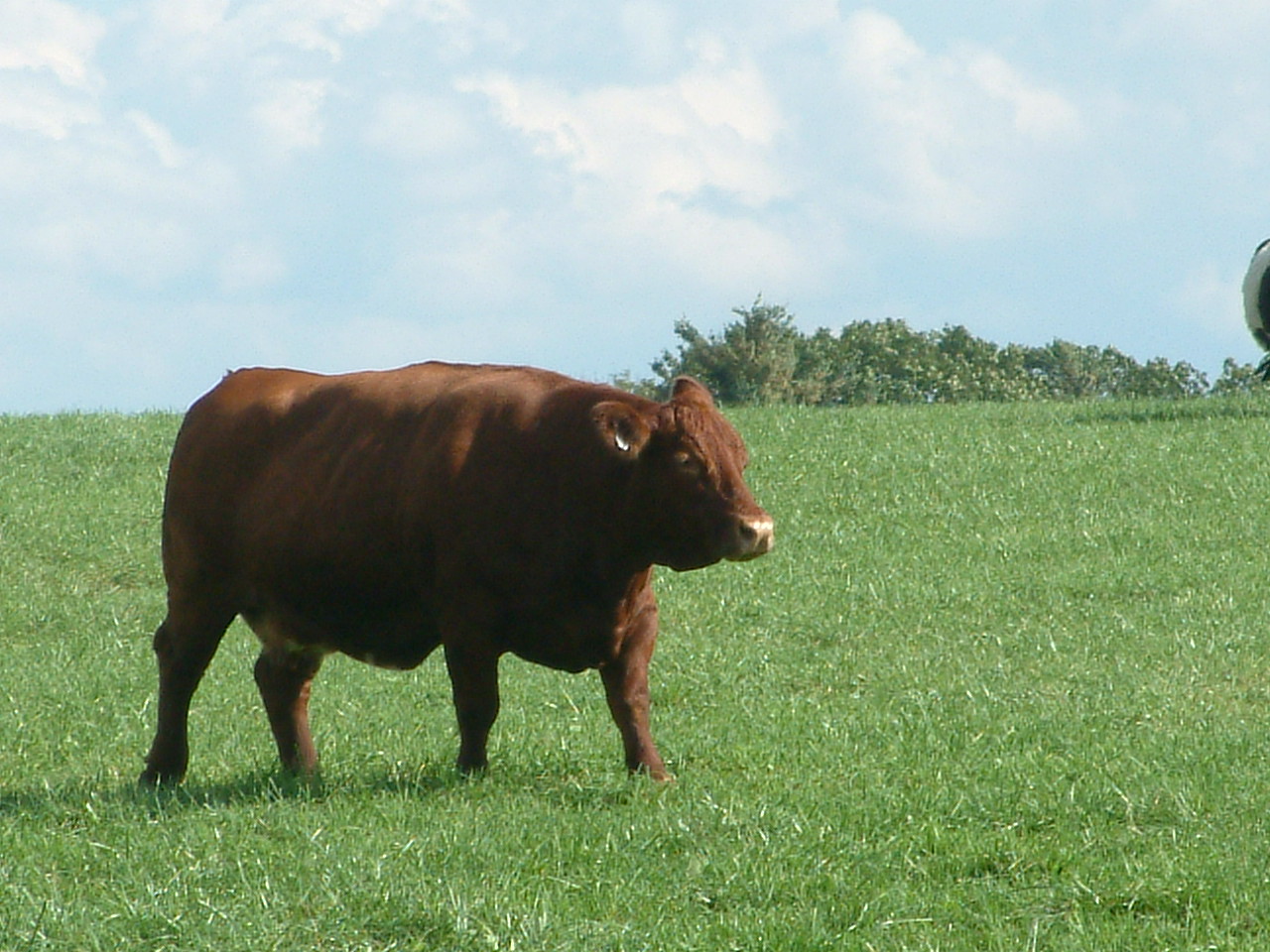 a bull in a large field near a tree