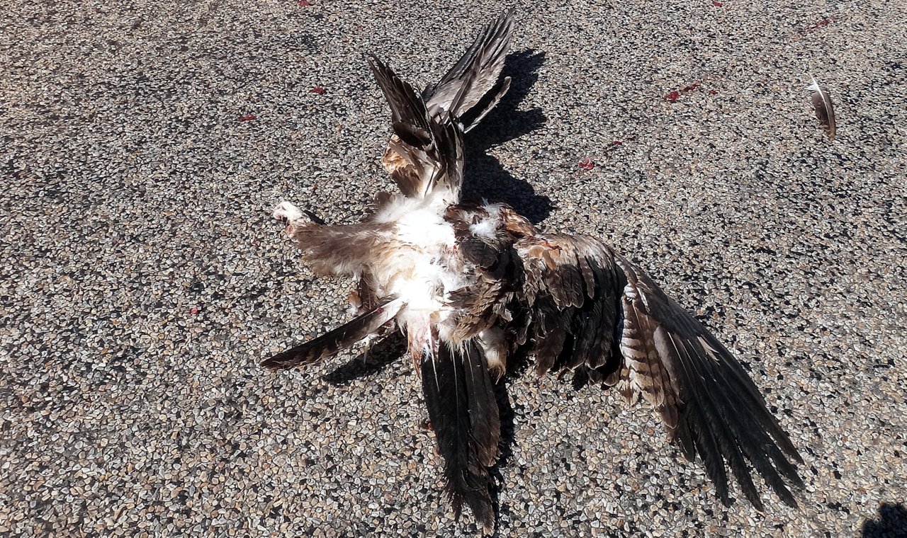 a bird is shown laying on the ground with wings spread