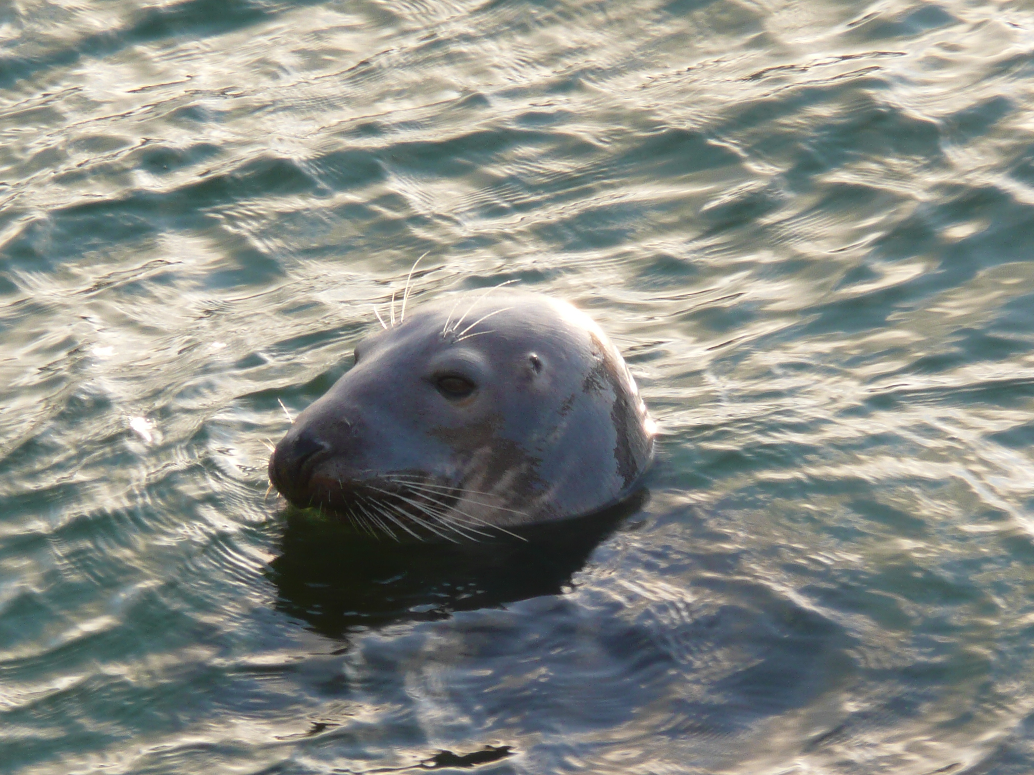 a sea lion swimming in the water with its eyes open