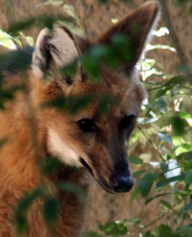 the wild dog is looking out from behind the foliage