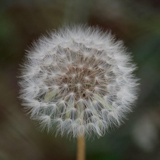 a dandelion with lots of small white seeds