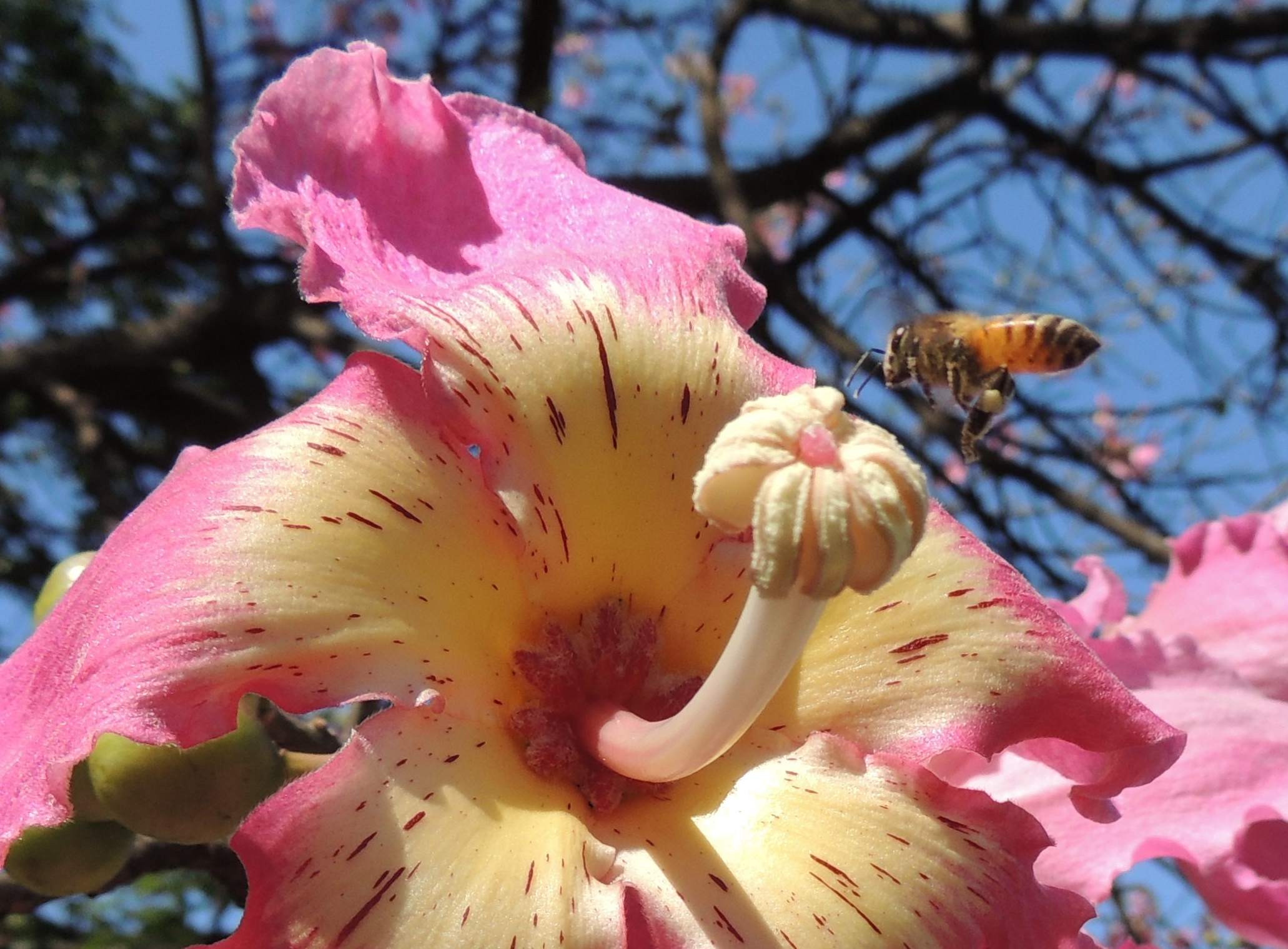 a bee on a flower with pink flowers