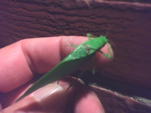 a tiny green insect is sitting on a persons hand