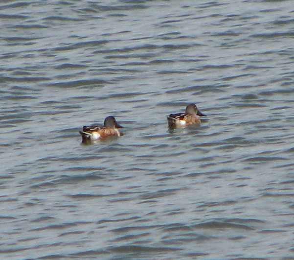 two ducks swim close together in the water