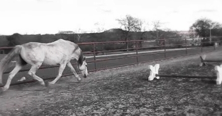 the white horse in black and white is eating grass from a corral