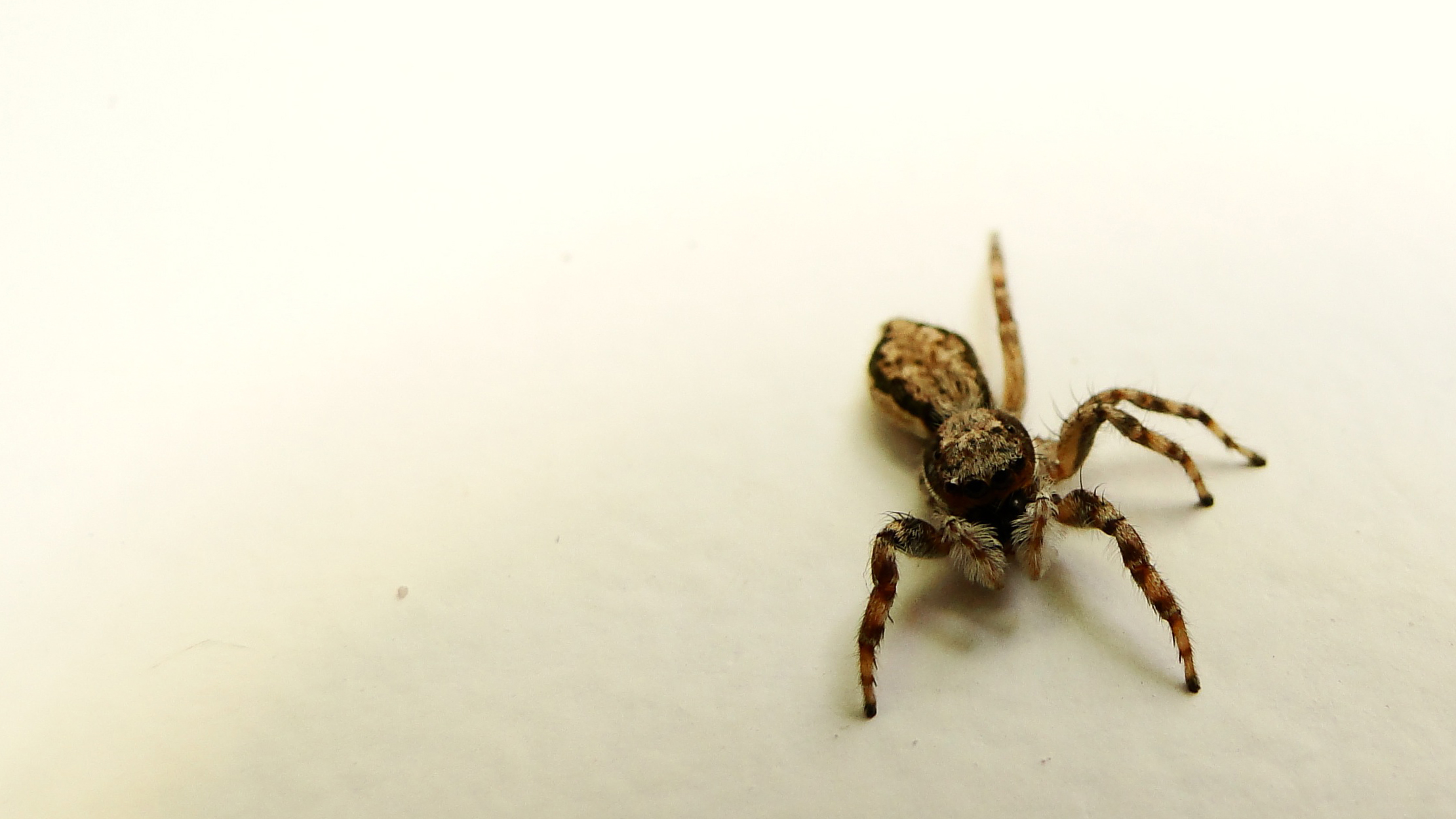 a spider with very long legs, on white surface