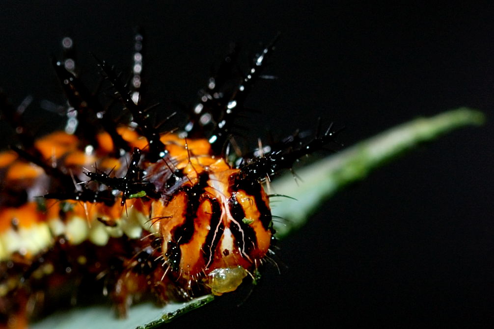 an orange and black caterpillar on a leaf