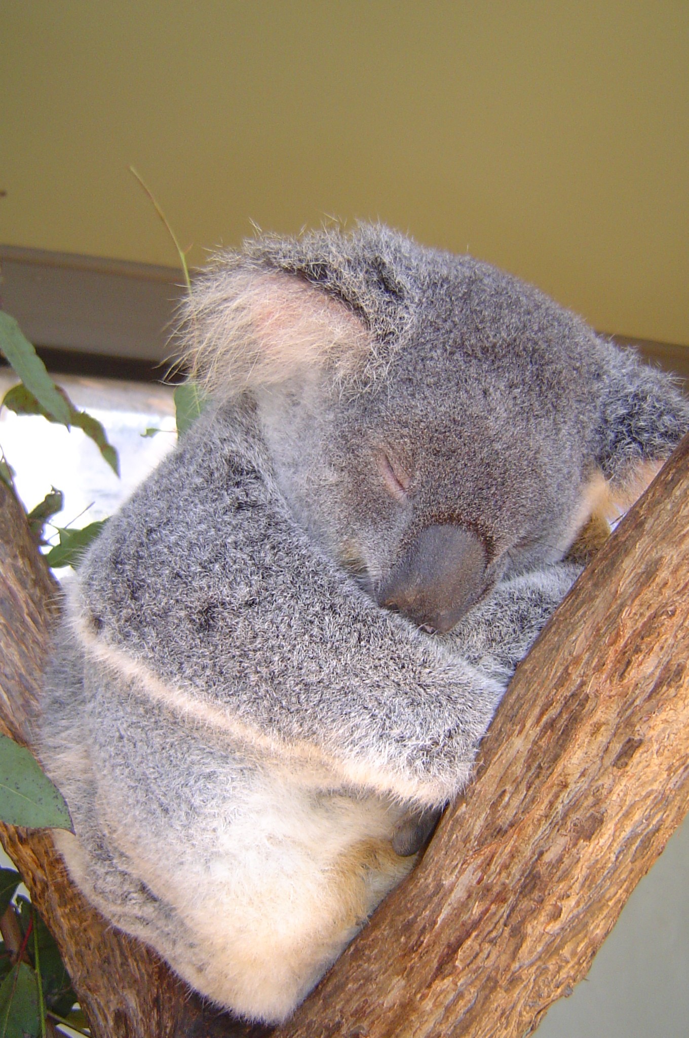 a koala sleeping on top of a tree nch