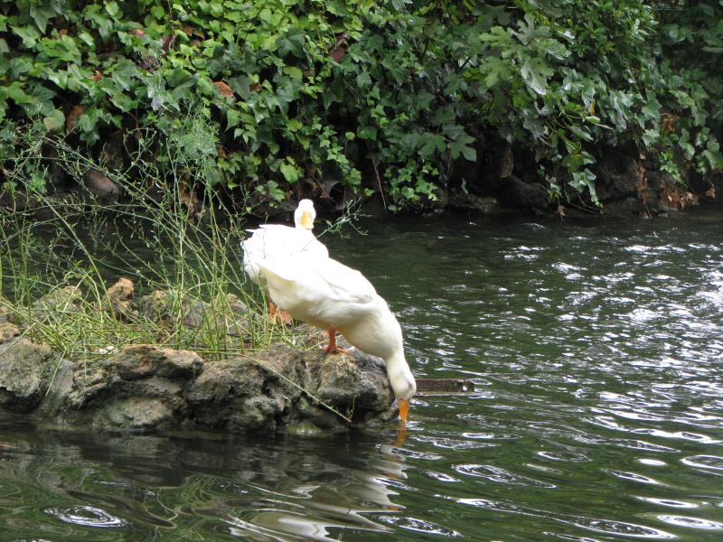 white bird standing in water near a tree and rocks