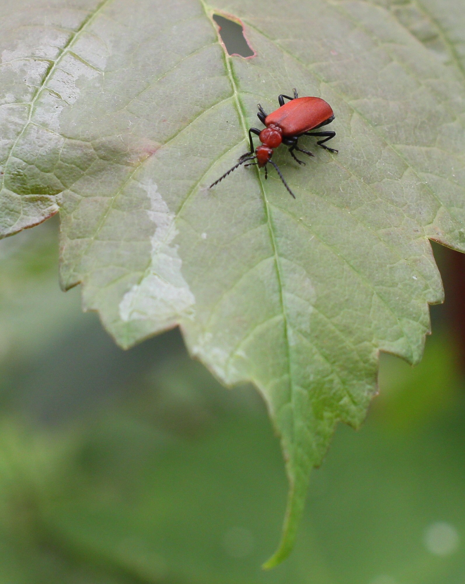 a small red bug sitting on a green leaf