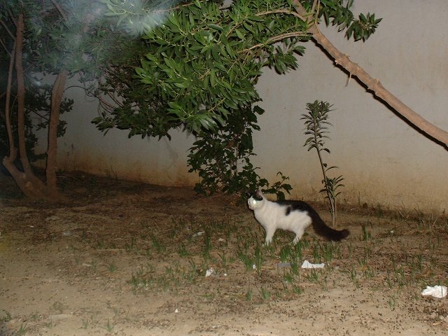 a cat stands under a tree, looking down at soing coming from its mouth