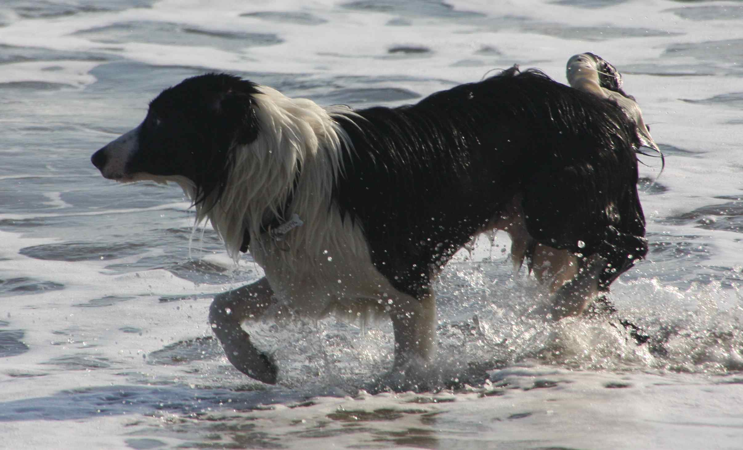 two large black dogs are walking through the water