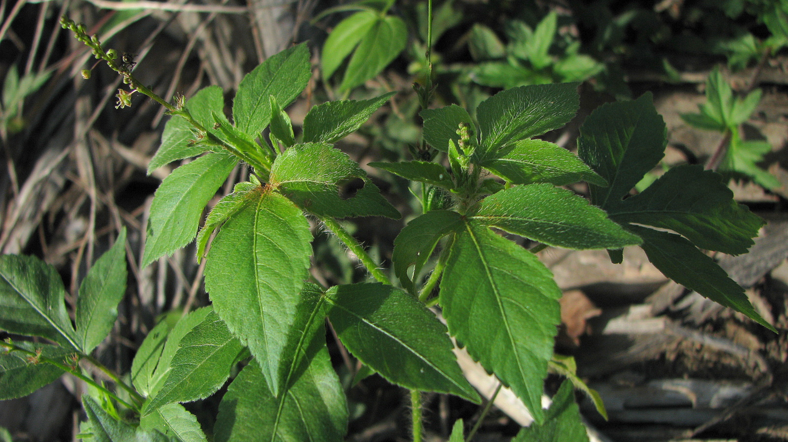 a po of a green leafy plant outside