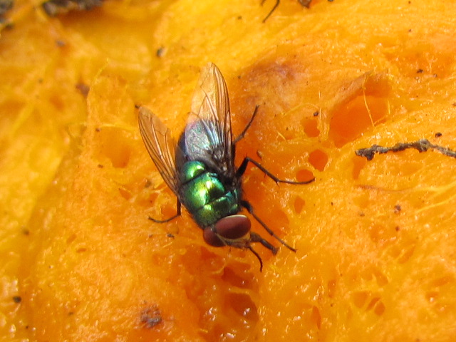 a green fly rests on an orange