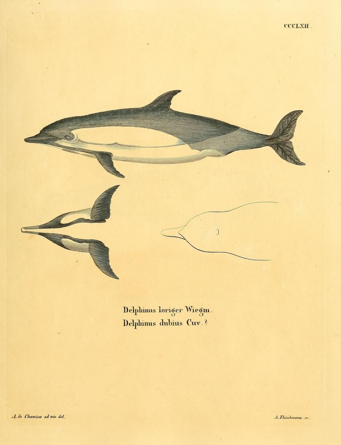the dolphins and fish in this book are black and white