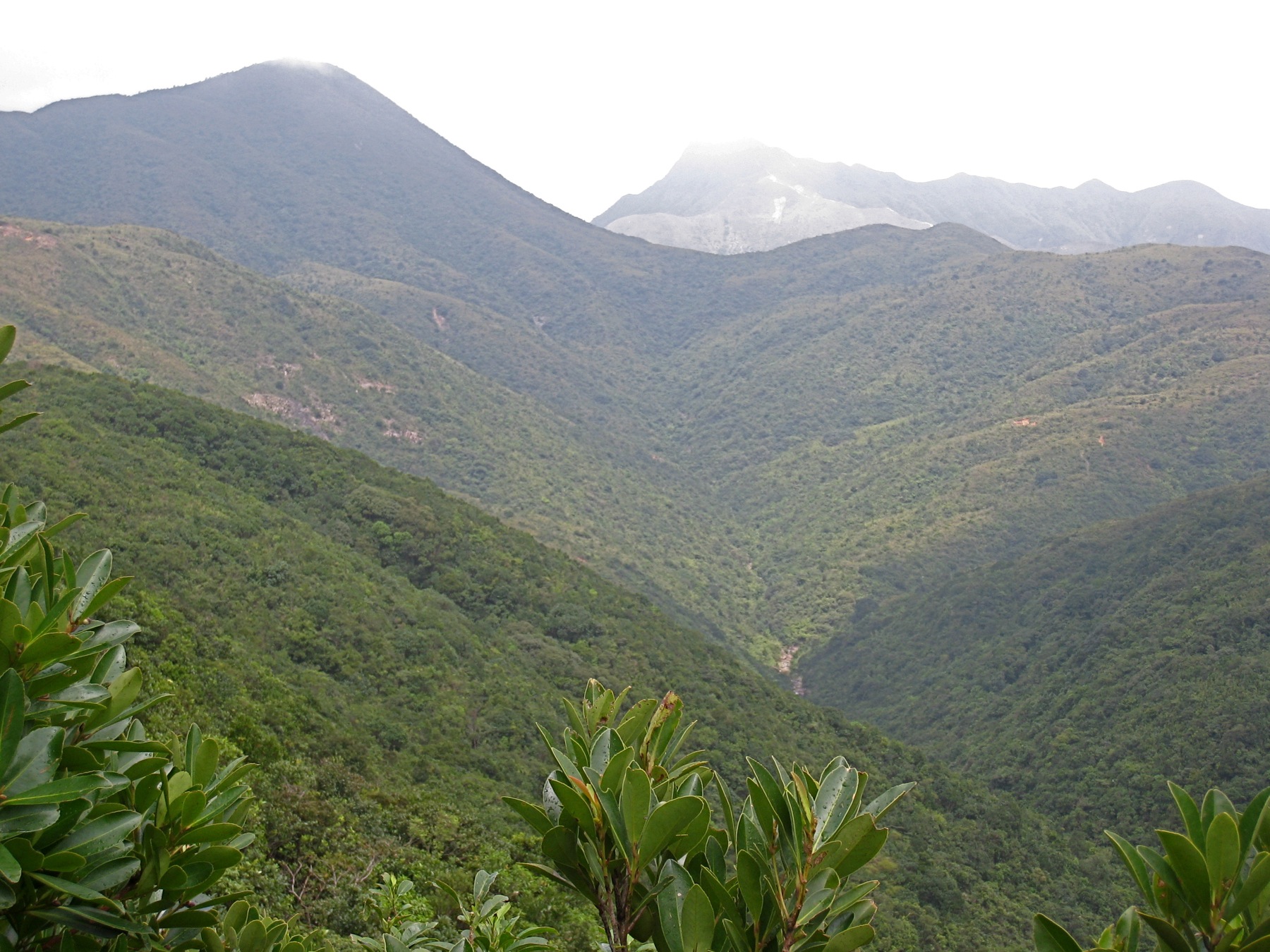 the mountains are covered in thick trees and foliage