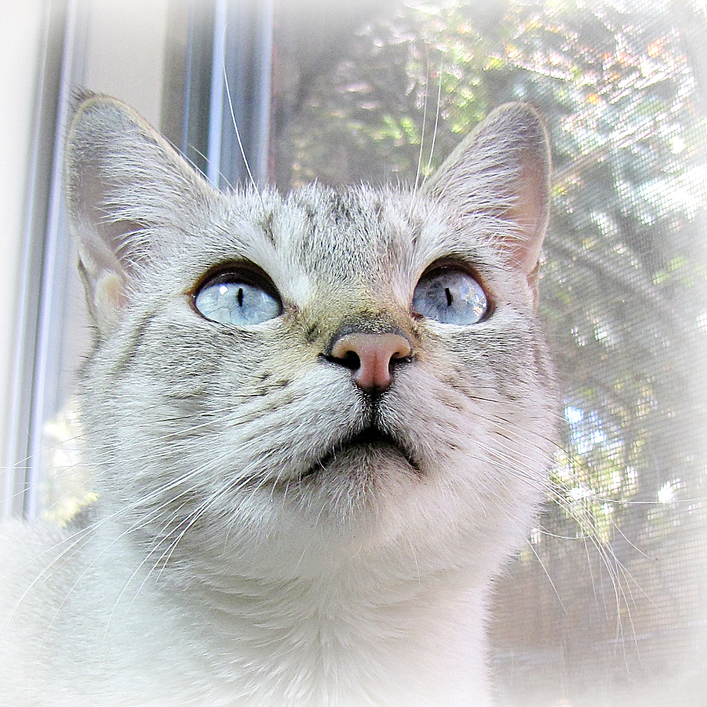 a close up of a cat with big blue eyes