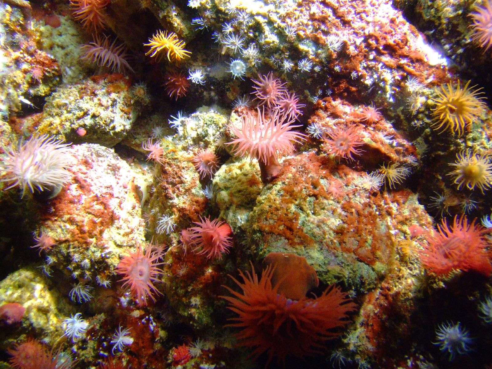 an underwater scene shows red sea stars