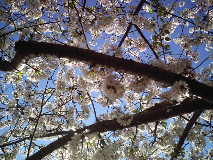 looking up at a cherry blossom tree during the day