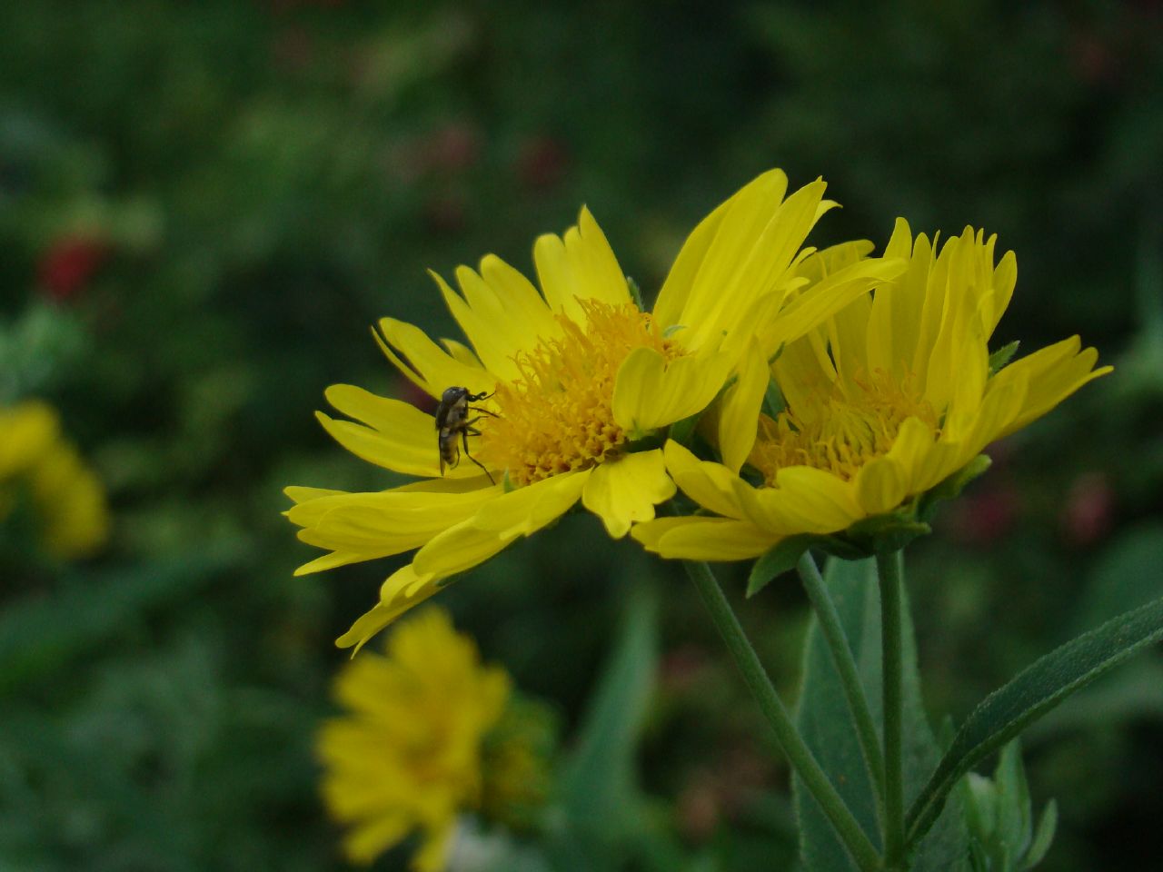 yellow flowers with one bee on them