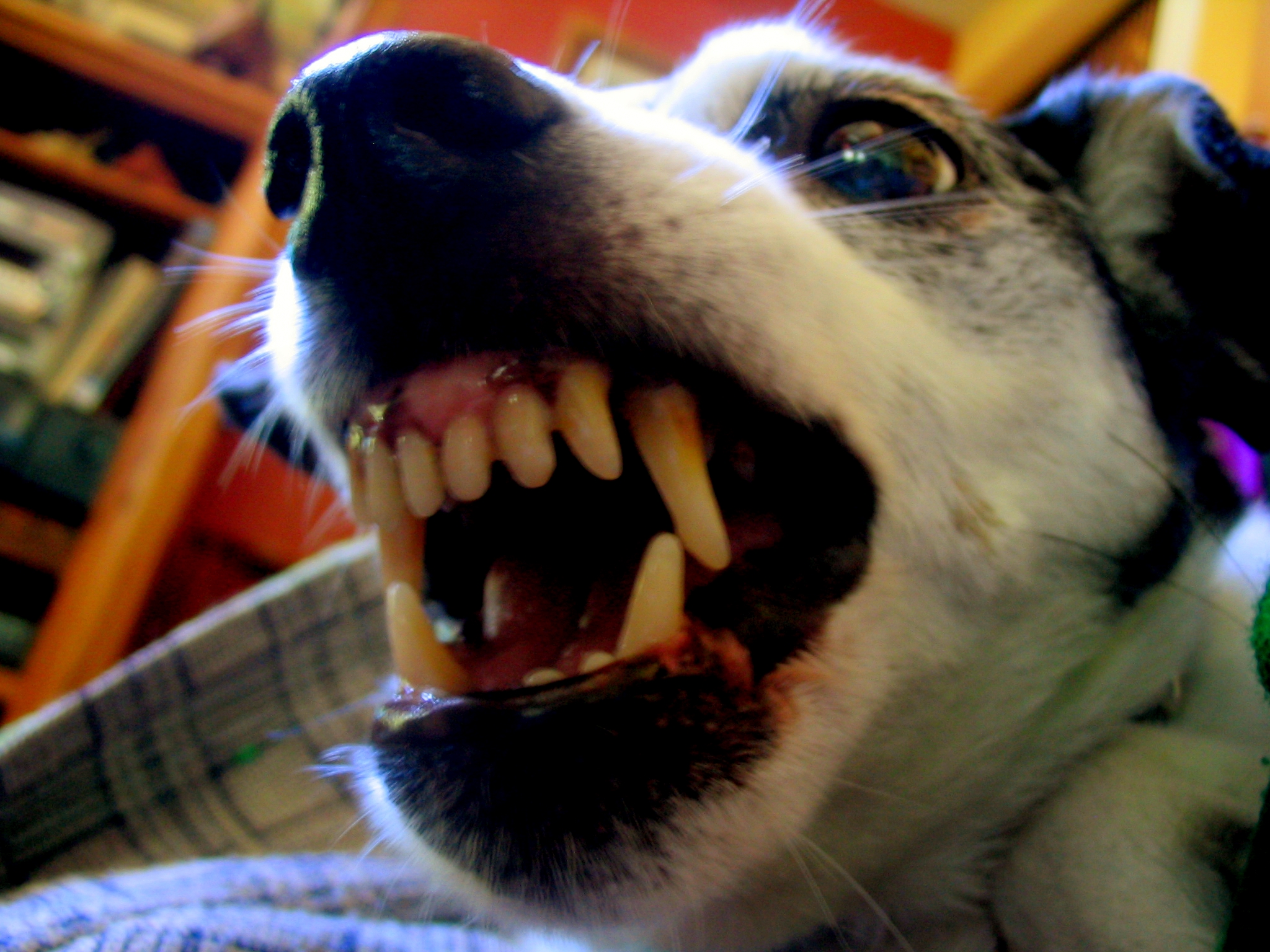 dog looking up with mouth full of teeth with its tongue open