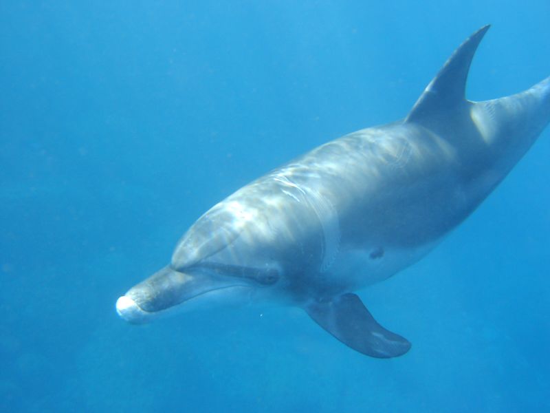 a dolphin swimming under the blue water
