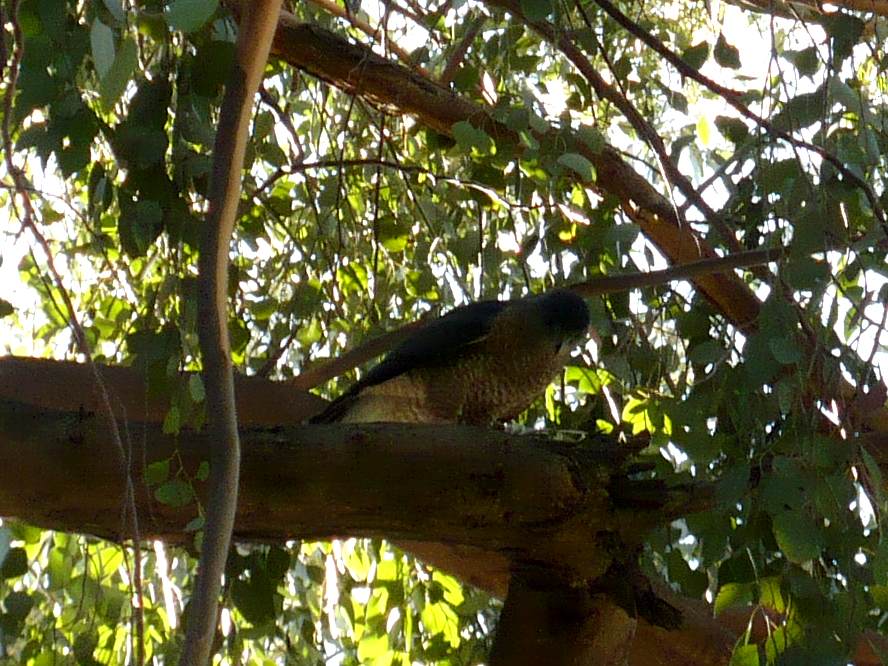 a bird sitting on a nch in the tree