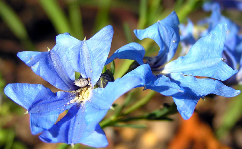 a bright blue flower in a sunny day