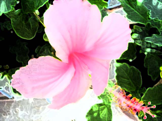 a bright pink flower is shown with green leaves in the background