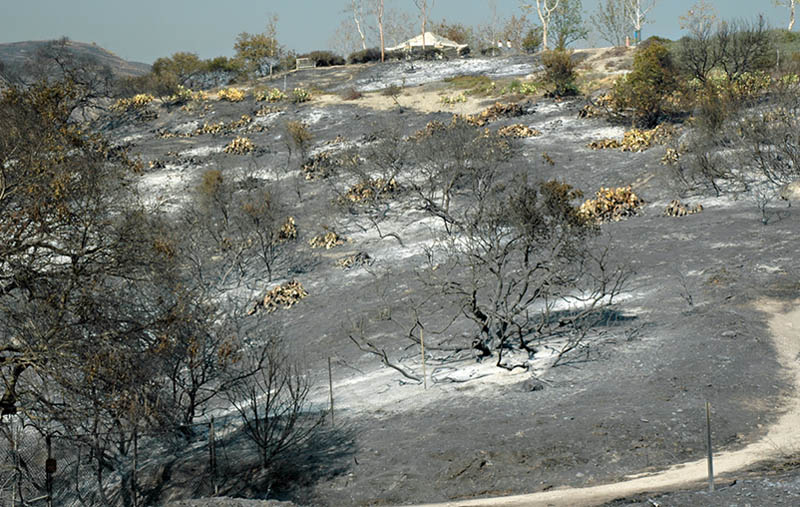 a road passes through the burned bushland