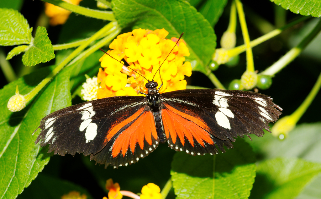 the erfly is on top of the green leaves