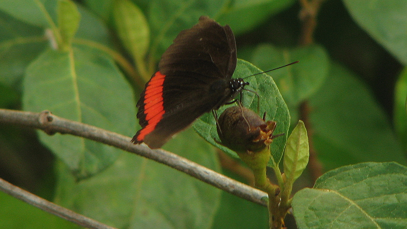 a erfly perched on a nch next to leaves