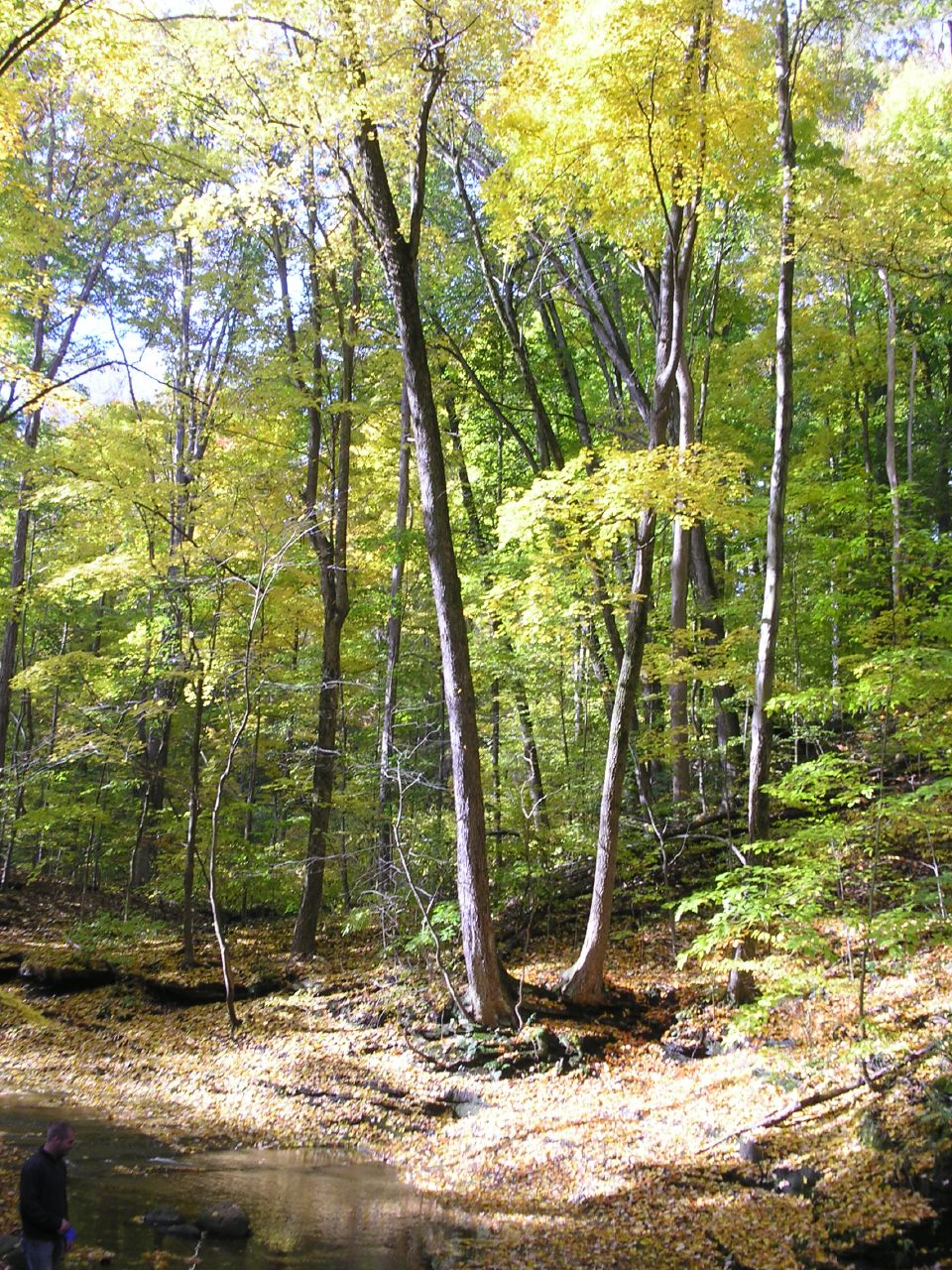 a body of water in a forest near some trees