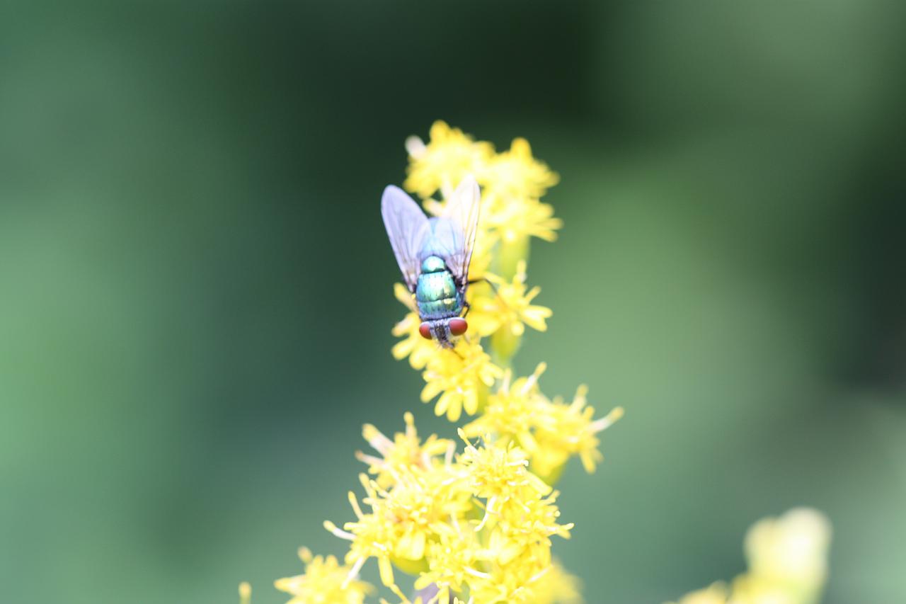 the fly is perched on the yellow flowers