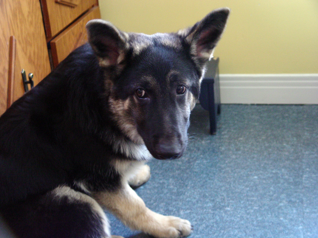 a dog sitting on the ground in a room