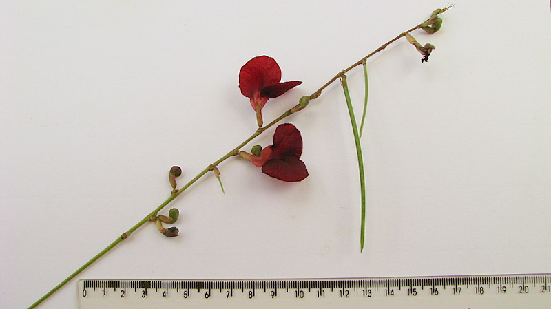 the stem of an artificial flower next to the ruler