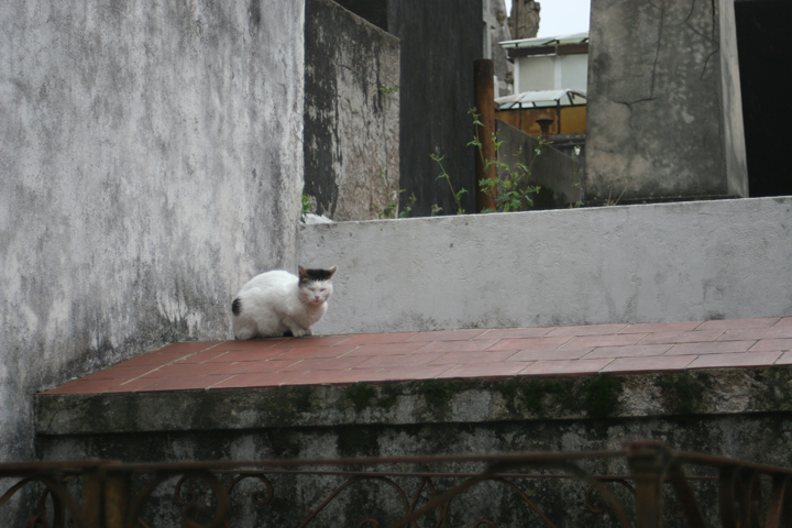 a black and white cat is sitting in the window of an alley