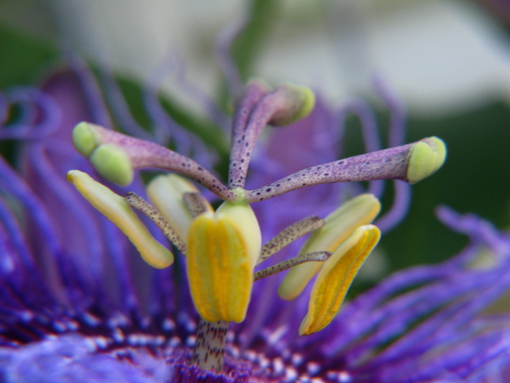 a very colorful flower that is growing out of the middle of it