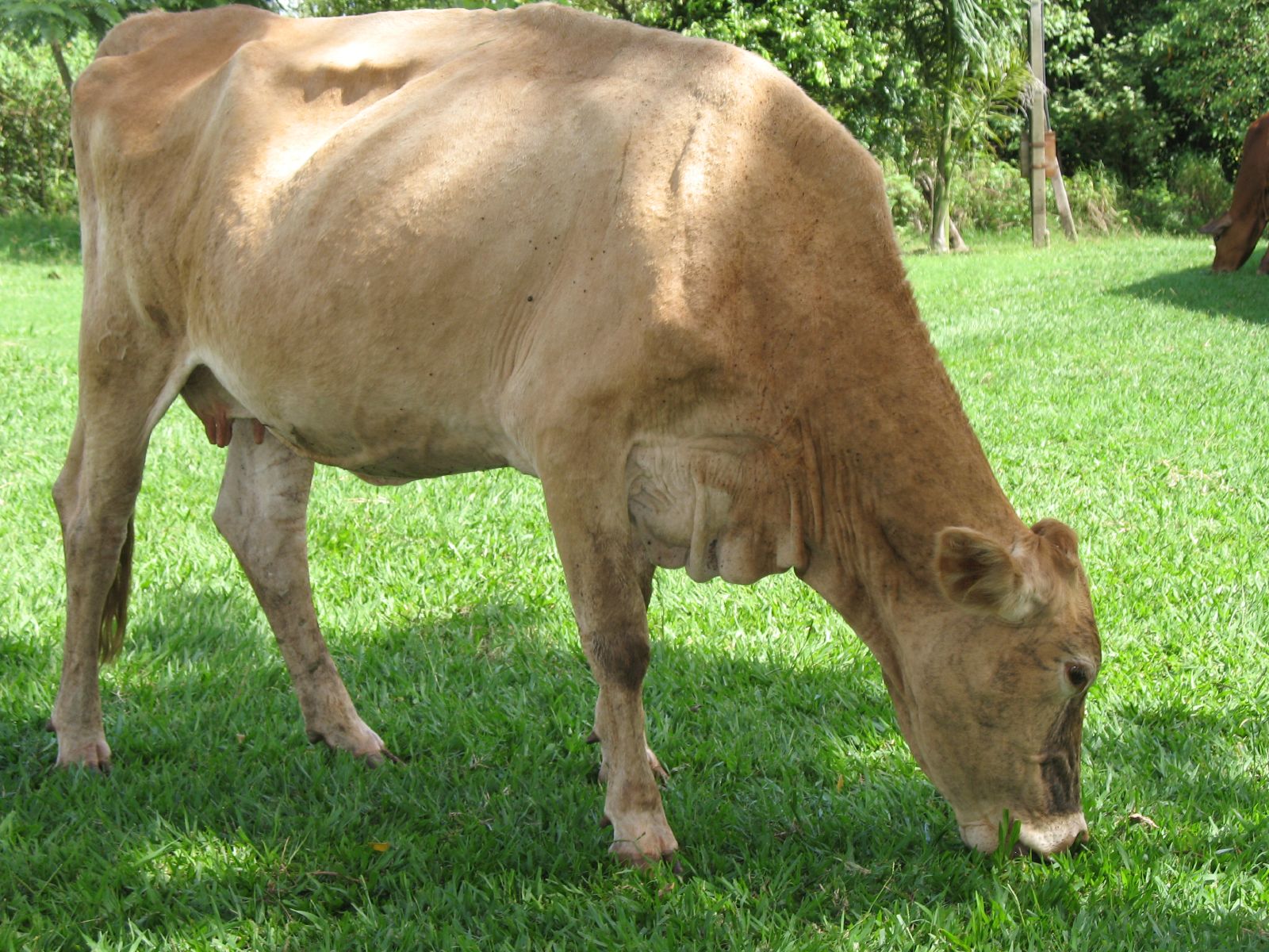 there is a small brown cow that is grazing