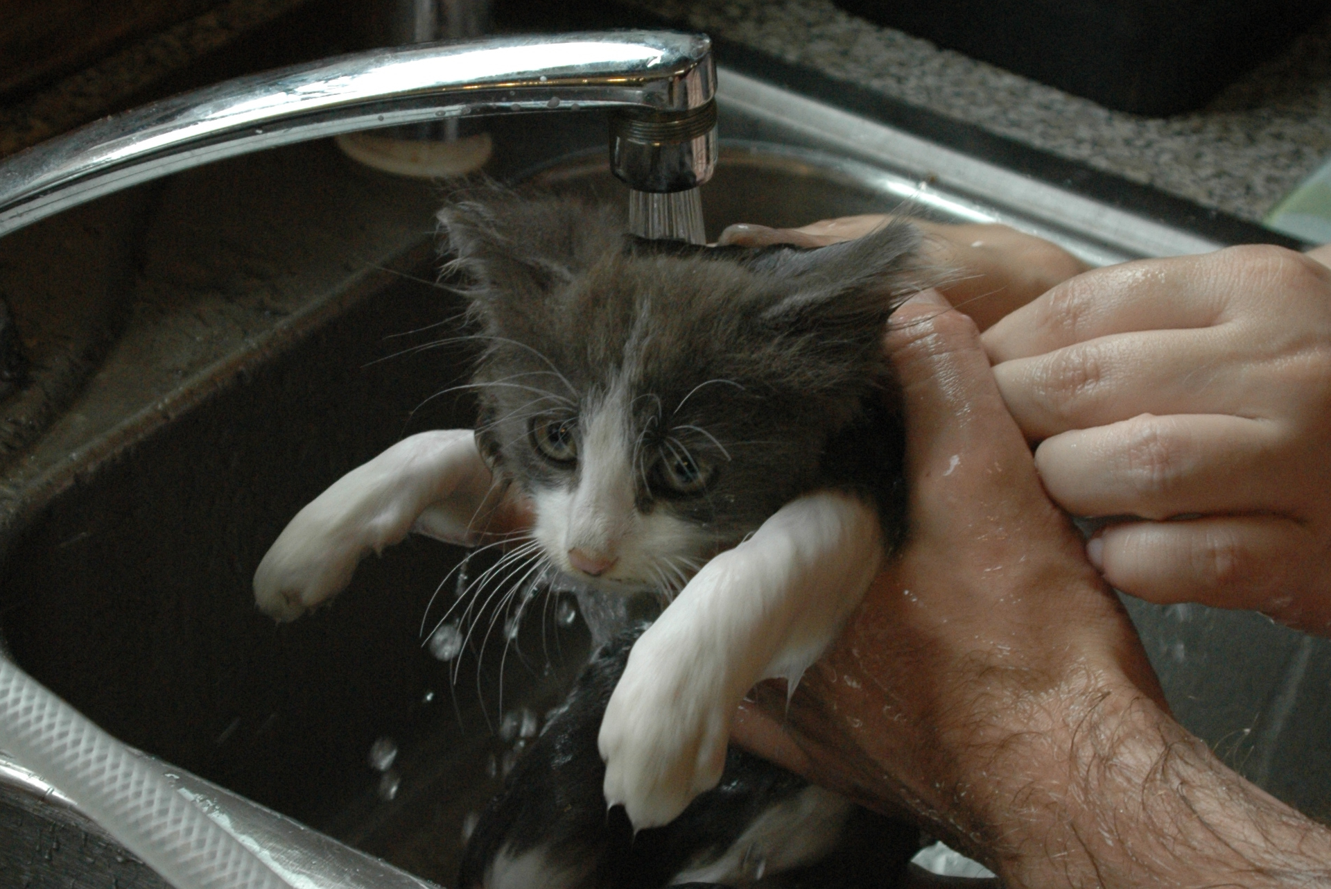 a grey and white cat getting water from a faucet
